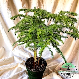 May include: A vibrant green bonsai tree in a dark green pot. The tree has multiple branches with needle-like leaves. The pot sits on a white fabric background. The Bonsai of Gresham logo is in the bottom right corner.