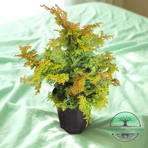 May include: A small bonsai tree in a black pot. The tree has vibrant green and yellow foliage with hints of orange. The image is set against a light green background. The pot is sitting on a light green surface. The Bonsai of Gresham logo is in the bottom right corner.