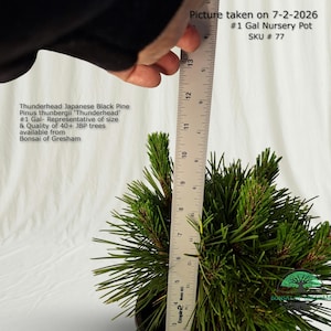 May include: A Thunderhead Japanese Black Pine, Pinus thunbergii 'Thunderhead', in a #1 gallon nursery pot. A metal ruler is positioned vertically against the plant, showing a height of approximately 14 inches. Text includes SKU # 77 and Bonsai of Gresham.