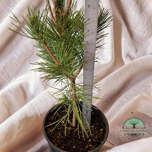 May include: A small potted pine tree with green needles and a brown trunk. A ruler is placed next to the tree, measuring approximately 16 inches. The pot is black, and the background is a light-colored fabric. The logo "Bonsai of Gresham" is visible.