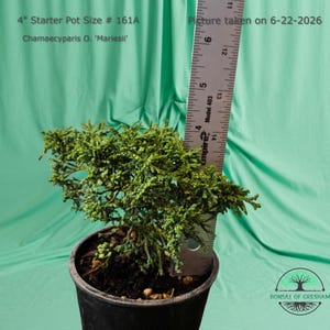 May include: A Chamaecyparis O. 'Mariesii' plant in a 4-inch starter pot. A metal ruler is placed vertically against the plant to show scale. Text on the image reads: 4" Starter Pot Size # 161A, Chamaecyparis O. 'Mariesii', Picture taken on 6-22-2026.