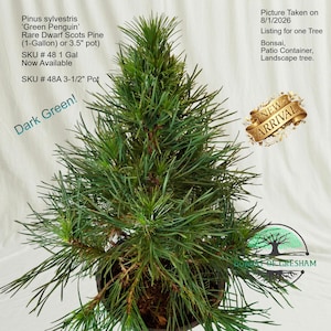 May include: A Pinus sylvestris Green Penguin dwarf Scots pine tree with dark green needles in a container. Text includes: Pinus sylvestris Green Penguin, Rare Dwarf Scots Pine, 1-Gallon or 3.5 inch pot, SKU 48 1 Gal, SKU 48A 3-1/2 inch Pot, Dark Green, New Arrival.