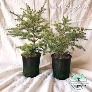 Puede incluir: Dos pequeños bonsáis en macetas negras. Los árboles tienen agujas verdes y troncos marrones. Las macetas están sobre una tela blanca. El texto "Taken 3/13/2026" es visible. El logotipo de Bonsai of Gresham está en la esquina inferior derecha.