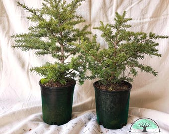 Mountain Hemlock – Tsuga Mertensiana – Live Plant (1 Gallon or 4" Pot)
