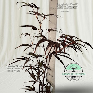 May include: An Acer palmatum 'Pung Kil' Japanese Maple plant with dark purple, deeply lobed leaves and thin stems. A metal ruler is positioned vertically behind the plant, showing a height of approximately 19 inches. Text on the image reads: Acer palmatum 'Pung Kil' 4" SQT Pot Professionally Grafted Japanese Maple SKU# 96A, Bonsai of Gresham Pic's & Video Taken 7/7/26.