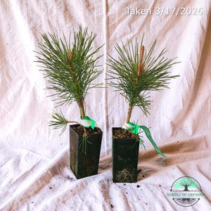 Ponderosa Pine   Pinus ponderosa  9–12” Tree  Bonsai Starter  4" Pot   7.25- 8.5mm Trunk