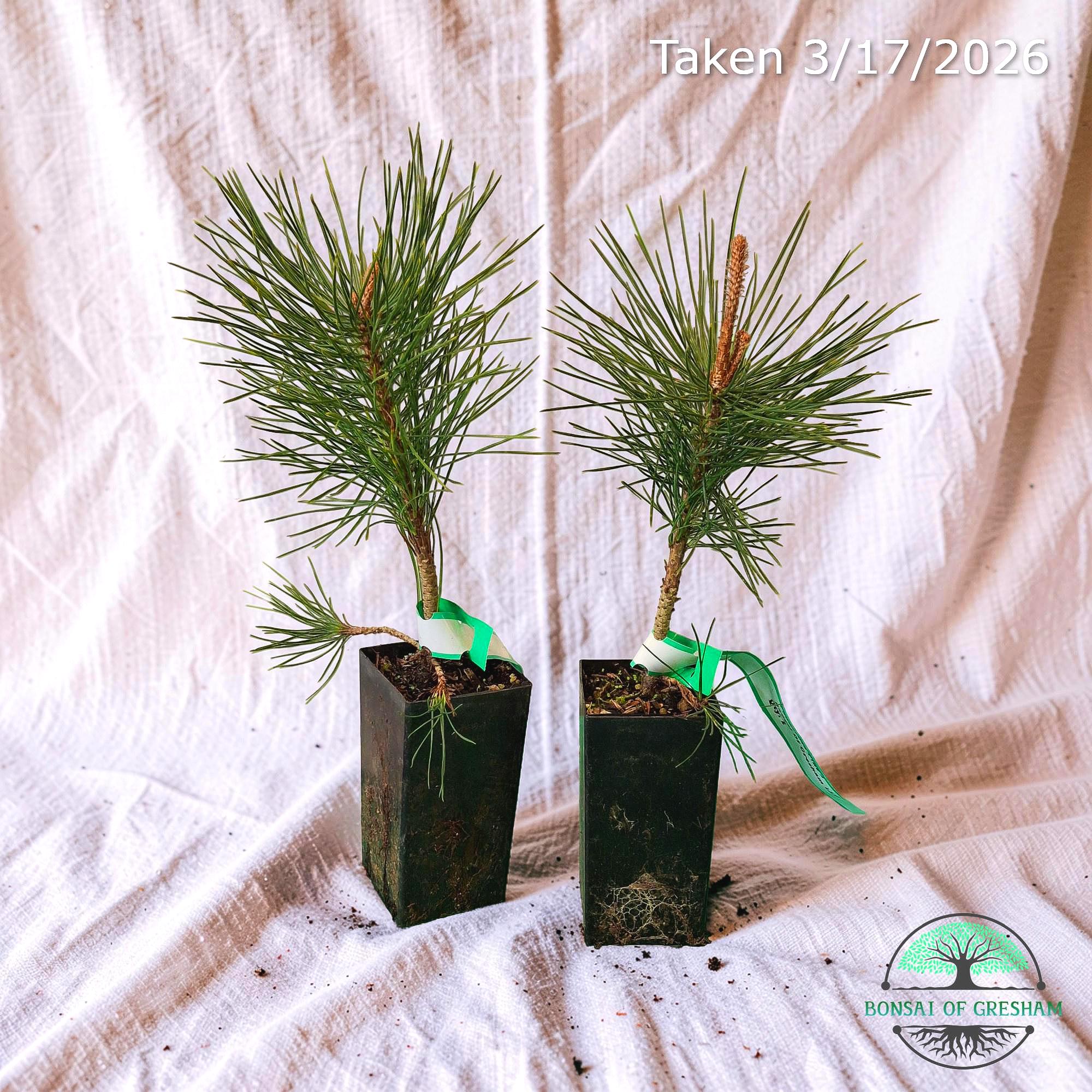 Bonsai Sapling - Etsy