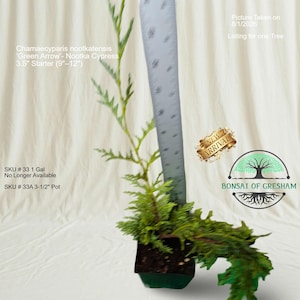 May include: A Chamaecyparis nootkatensis Green Arrow Nootka Cypress starter tree in a 3.5 inch pot. A ruler is placed vertically against the green foliage, showing a height range of 9 to 12 inches. The plant has needle-like leaves and branches.