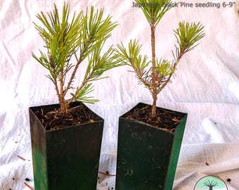 Pinus thunbergii Japanese Black Pine Pre-Bonsai 6-9" Tall