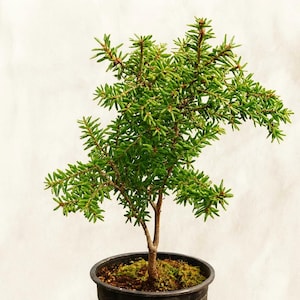 Hemlock Bonsai - Etsy