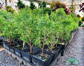 emerald arborvitae thuja occidentalis 4in Pot 8-12 inches Tall