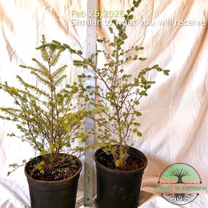 May include: Two young bonsai trees in black pots. The trees have green and yellow foliage and are similar in size. A ruler is placed between the trees. The text "Feb 26, 2026 Similar to what you will receive" is visible. The Bonsai of Gresham logo is in the bottom right corner.