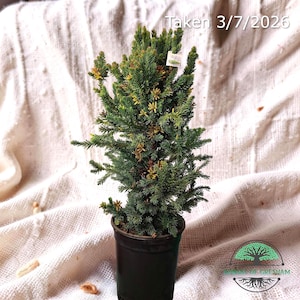 May include: A small evergreen tree in a black pot. The tree has green needles and small yellow-brown cones. The image is set against a white fabric background. The text "Taken 3/7/2026" is visible at the top.