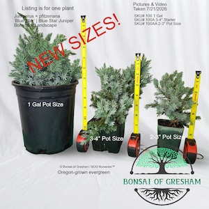 May include: Three Juniperus x pfitzeriana Blue Star juniper plants in black plastic pots of varying sizes. Yellow measuring tapes are placed next to each plant to show height. Text includes NEW SIZES, 1 Gal, 3-4 inch, and 2-3 inch pot sizes.