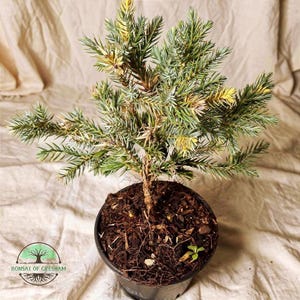 May include: A small bonsai tree in a black pot. The tree has green and yellow-tipped needles and a brown trunk. The pot sits on a beige fabric. The logo "Bonsai of Gresham" is visible in the lower left corner.