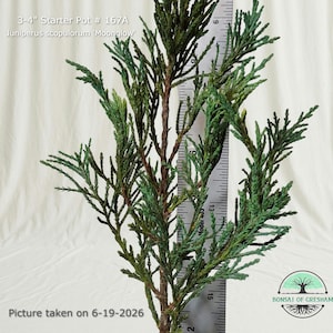 May include: A Juniperus scopulorum 'Moonglow' plant in a 3-4 inch starter pot, labeled #167A. The plant features dense, blue-green foliage on woody stems, positioned next to a vertical ruler showing height measurements in inches.