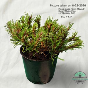 Pinus mugo ‘Slow Mound’ — Dwarf Mugo Pine (4" Nursery Pot)
