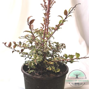 Vaccinium ovatum | Evergreen Huckleberry | Edible Berries | PNW Native Shrub & Bonsai | Zones 7–9