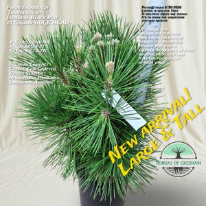 May include: A Pinus thunbergii Thunderhead Japanese Black Pine in a black plastic pot. A white ruler is visible, showing the plant height. Text on the image includes: Pinus thunbergii Thunderhead, Japanese Black Pine, 1 Gallon-Huge Head, New Arrival.