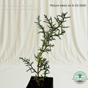 May include: A Cupressus Arizonica Blue-Green Dwarf plant in a 3-4 inch starter pot. The plant has thin, branching stems with blue-green foliage. Text on the image reads: 3-4" Starter Pot # 162A, Cupressus Arizonica Blue-Green Dwarf, Picture taken on 6-22-2026.