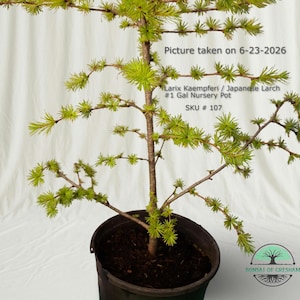 May include: A Larix Kaempferi Japanese Larch tree in a black #1 Gal Nursery Pot. The tree has a central brown trunk with thin, spreading branches covered in clusters of bright green needles. Text reads: Picture taken on 6-23-2026, Larix Kaempferi / Japanese Larch #1 Gal Nursery Pot, SKU # 107.
