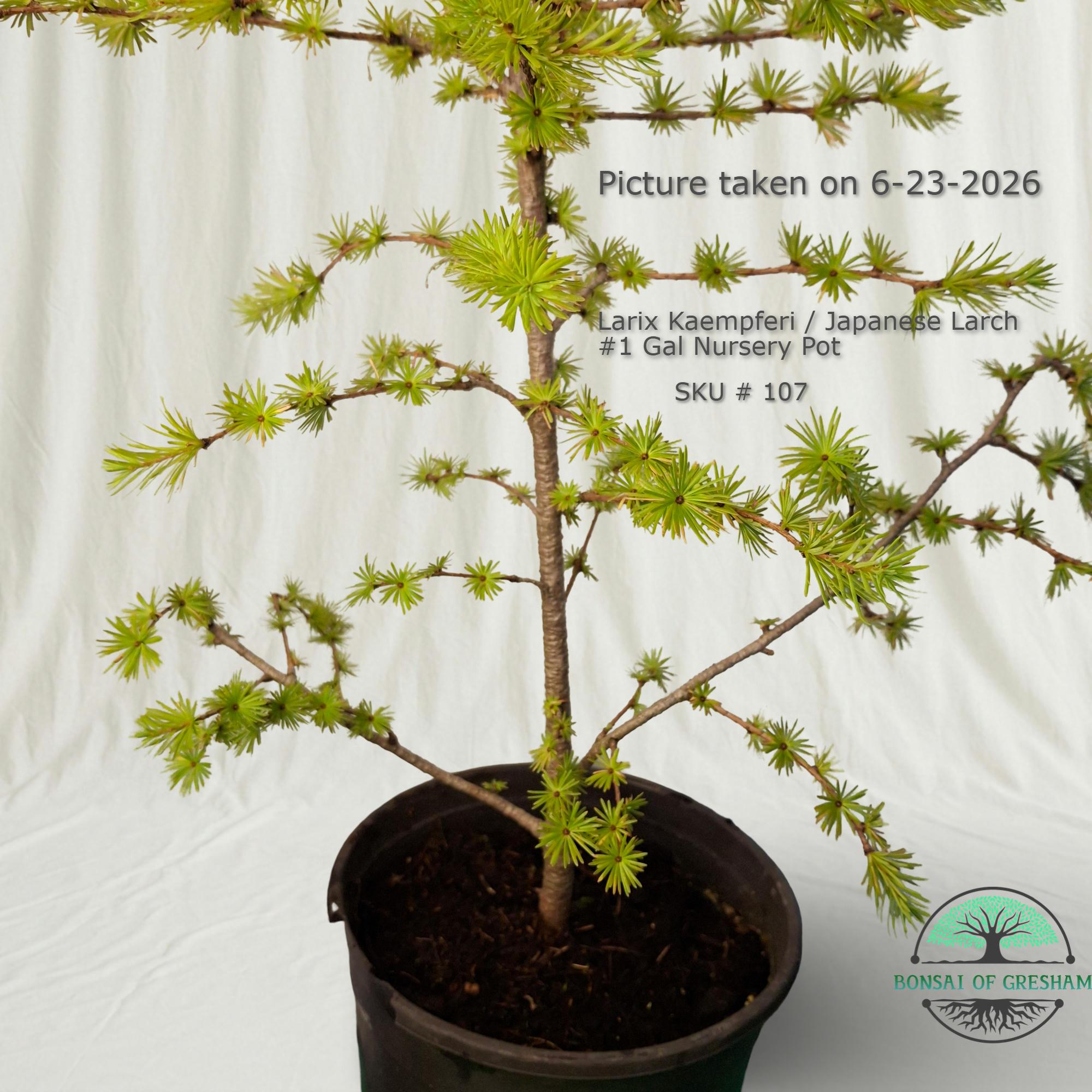 STAMMBAUM シュタンバウム Japanese larch 別注 Japanese Larch Bonsai — 3