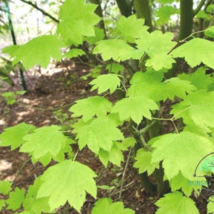 May include: Close-up of bright green maple leaves with a multi-lobed shape. The leaves are in focus, with a blurred background of tree trunks and forest floor. The image captures the fresh, vibrant color of the foliage.