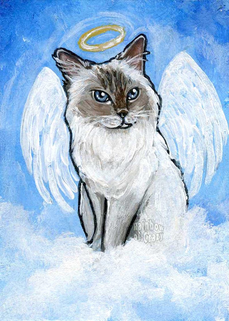 May include: A painting of a cat with angel wings and a halo, set against a blue sky with clouds. The cat has blue eyes and a white and brown coat. The text "Rainbow of Crazy" is visible.