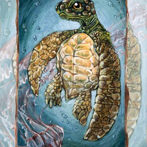 May include: An artistic illustration of a sea turtle, with a light brown and green shell, swimming in blue water. The image is framed with a wooden border and includes the text "QUEEN OF CUPS".