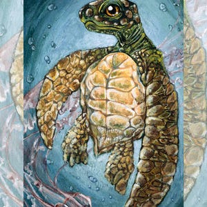 May include: An artistic painting of a sea turtle with a light brown shell and a green head and limbs. The turtle is surrounded by a blue background with bubbles and a jellyfish. The text "Rainbow or Crazy" is on the turtle's shell.