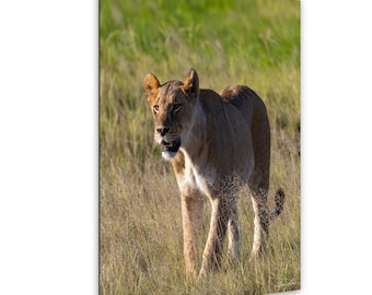 Löwin Überquerung in Kenia Wildtierfotografie Druck Afrikanische Safari Löwe Foto
