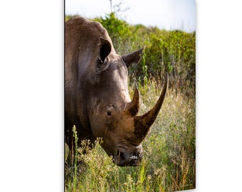 White Rhino Close Up Nairobi National Park African Wildlife Photography Print Rhino Photo Safari Animal Art