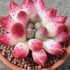 Puede incluir: Primer plano de una planta suculenta en una maceta de terracota. La planta presenta hojas carnosas, ovaladas, con un degradado de colores que va del blanco al rosa y al rojo, salpicadas de puntos rosas más oscuros. Pequeños guijarros marrones.