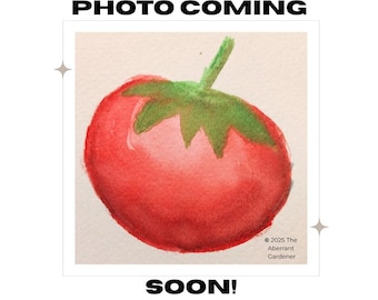 20 Hawaiian Pineapple Tomato Seeds USA Home Grown Heirloom Rare Unique Interesting Tomato Variety non-GMO Indeterminate Beefsteak