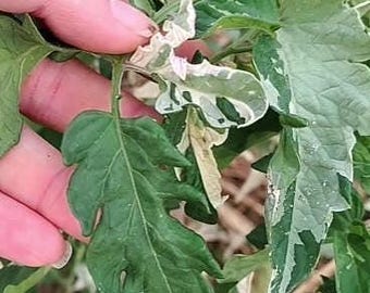 20 Variegated Cherry Tomato Plant Seeds- USA Home Grown