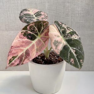 Alocasia black velvet pink variegated - Etsy 日本
