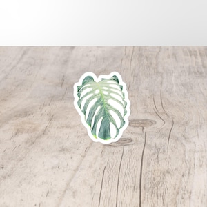 Pode incluir: Um autocolante com uma ilustração detalhada de uma folha de Monstera Adansonii. A folha é verde vibrante com variegatações brancas e buracos distintos. O autocolante está sobre um fundo de grão de madeira clara.