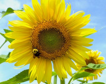 Sunflower and Bumble Bee Photographic Print
