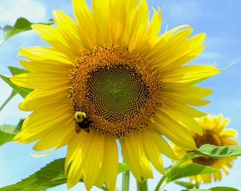 Sunflower and Bumble Bee - Fine Art Print