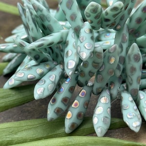 May include: Close-up of a succulent plant with pale blue-green, elongated leaves. The leaves are covered in iridescent, silvery-gray spots. The plant is set against a blurred background of green leaves and a brown surface.