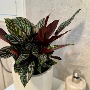 Indoo Plant Calathea White Star and Pinstripe 140mm pot size