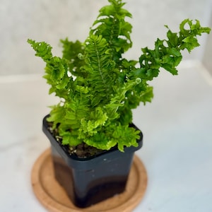 May include: A lush green fern in a square black pot, set on a round wooden coaster. The fern's leaves are finely textured, creating a detailed appearance. This houseplant brings a natural element to interiors.