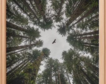 Redwood Forest Hawk Druck, Natur Fotografie Wandkunst (Digitaler Download)