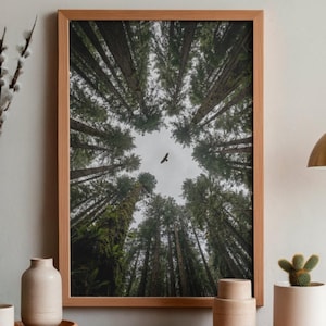Impresión de bosque de secuoyas, vista aérea, arte de pared de cabaña (descarga digital)