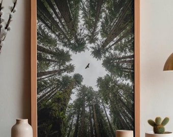 Redwood Forest Druck, Vogelperspektive, Hüttenwandkunst (Digitaler Download)