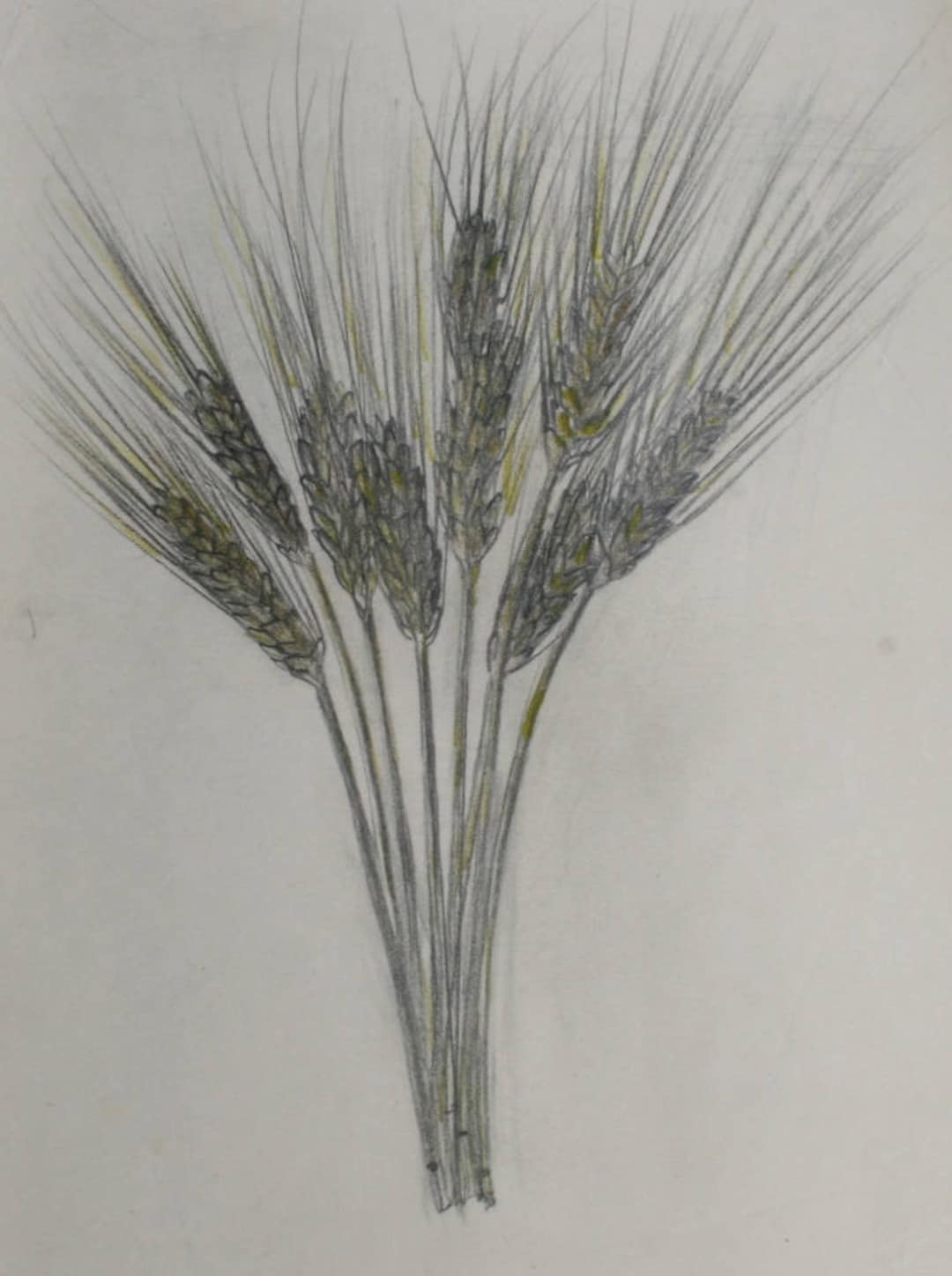 Wheatstack Drawing Pencil Drawing of Wheat Stalk - Etsy Australia