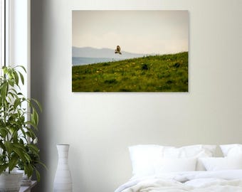 Short Eared Owl Hunting | Wildlife Photography Print | Owl Wall Art | Bird of Prey Photography | Nature Decor