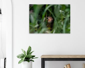 Thirteen Lined Ground Squirrel Poster, Wildlife Art Print, Nature Lover Gift, Woodland Animal Wall Decor, Wild life photography