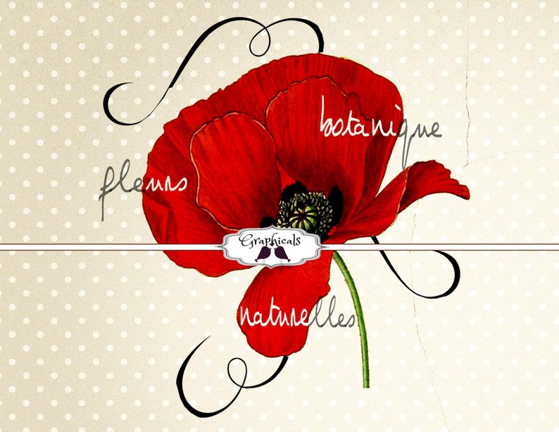 Crimson orange poppy printable electronic obtain image impression for sbook crafts Iron upon material move burlap decoupage tote bag pillow 440 image about Poppy Printable titled Pink orange poppy printable electronic obtain image graphic for sbook crafts Iron upon cloth move burlap decoupage tote bag pillow 440