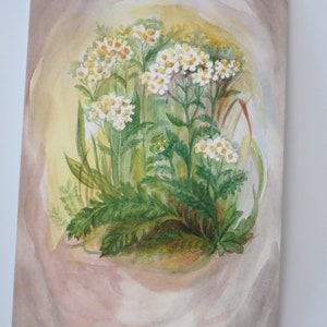 Yarrow - Tavola stagionale - Cartolina - Cartolina Waldorf Herbs - Art.No.BLPK10